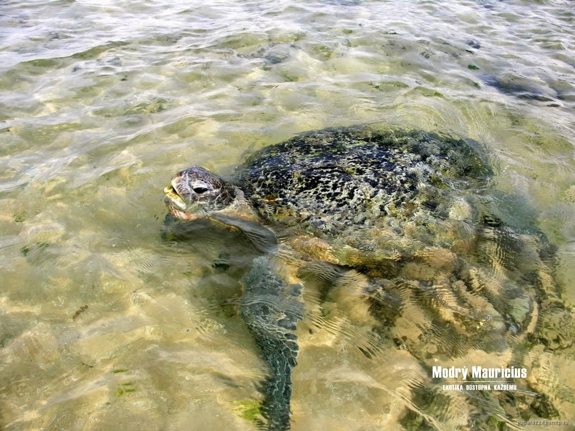Пляж черепах на шри ланке. Хиккадува Черепаший пляж. Хиккадува Шри Ланка Черепаший пляж. Хиккадува пляж с черепахами. Унаватуна Черепаший пляж.